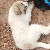 توله لاس3 ماهه