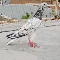 هفترنگ افغانی