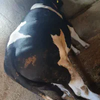 گوساله نره