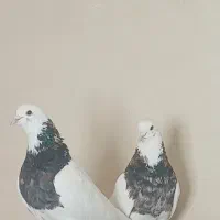 کبوتر در لالجین