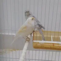 قناری سرحال بخون