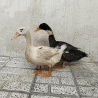 اردک‌ جوان‌ (شش ماهه)