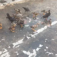 نیمچه کله سبز پروازی دوماهه ونیمچه مرغ وخروس