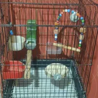 قفس عروس هلندی و طوطی