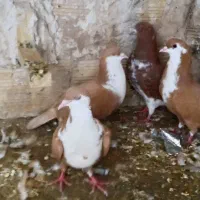 کبوتر  گرگی سرخ نر و ماده