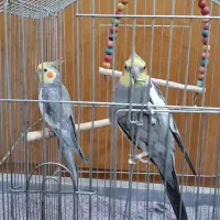 عروس هلندی