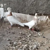 کفتر طوقی هفت رنگ و پولک کاکلی المانی