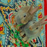 فروش خرگوش بازیگوش دونه ای  ۲۵۰