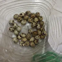 تخم بلدرچین نطفه دار