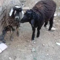دو عدد بره ۳۵ کیلویی نرهردوهم قوچ شاخ هم داره