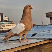 کبوتر شتری و زرد و دم سفید