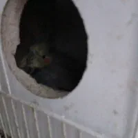 4عدد عروس تک و جفت و سخنگو