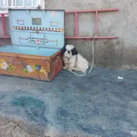 سگ پاکوتاه