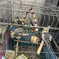 فروش انواع عروس هلندی نر و ماده