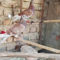 بور مگس