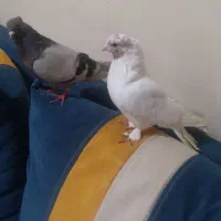 کبوتر پرشی کاشان