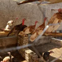 بوقلمون جوان ۳ماهه