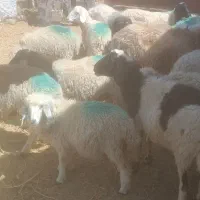 ...|حیوانات مزرعه|زرند, |دیوار