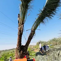 کاشت درخت نخل