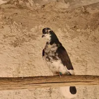 کبوتر تهرانی