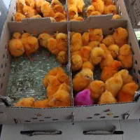 جوجه رنگی جوجه رسمی جوجه اردک