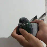 کفتر پرشی