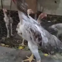 خروس اوشامو رنگ پایل دانگ بالا