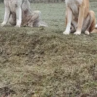 سگ گله
