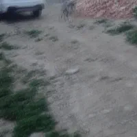 سگ ماده|سگ|گرمی, |دیوار