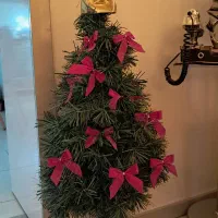 نخل تزئینی