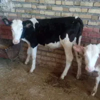 گوساله سیمینتال اصیل ماده