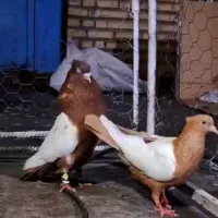 جفت سینه سرخ نر سینه زرد ماده چشم نوک سفید