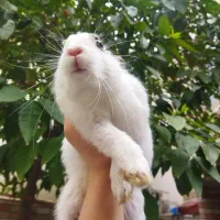 خرگوش|موش و خرگوش|شیراز, سینما سعدی|دیوار