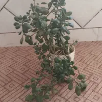 گل‌های اپارتمانی
