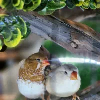 فنچ معاوضه با مرغ وخروس