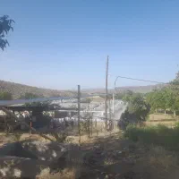 مرغداری