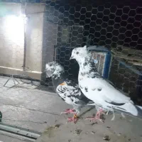 پرنده