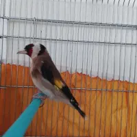 سهره نر و ماده