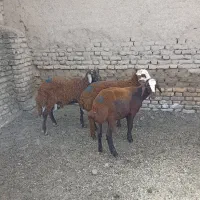 ۳رآس بره نر قزل افشار،بهترین جنس