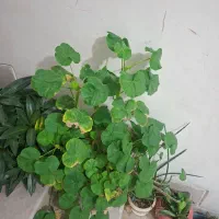 گل شاداب|گل و گیاه طبیعی|فولادشهر, B6|دیوار