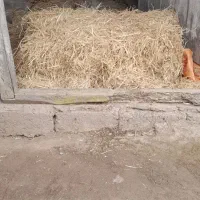 سرچین|لوازم جانبی حیوانات|سنگر, |دیوار