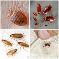 سم‌پاش‌سمپاشی‌100%تضمینی‌حشرات‌ساس‌سوسک‌‌،کل تهران