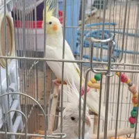 عروس هلندی