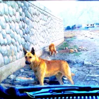 سگ نگهبان