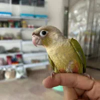 گرینچیک فول رام