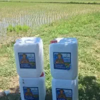 نمایندگی هیومیک اسید رفع زردی و ریشه زایی شلتوک