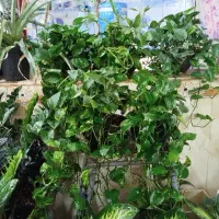 پتوس آویزی ابلغ و سبز