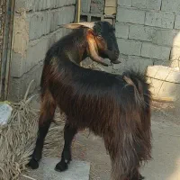 چپش نری چاق یکسال