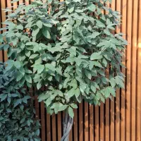 خدمات تخصصی گل گیاه زینتی وفضای باز