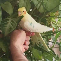 فروش عروس هلندی ماده آماده آماده باهوش اهلی